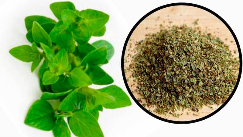 آویشن برگ پهن کوهی تهیه شده از رویشگاه های بکر